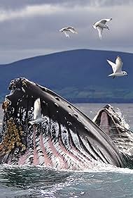 Wild Ireland: The Edge of the World (2017)